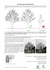 USTAVIMO OBGLAVLJANJE DREVES_a3-page-001